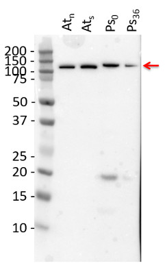 Western blot using anti-PEPC antibodies on A.thaliana and Pinus strobus